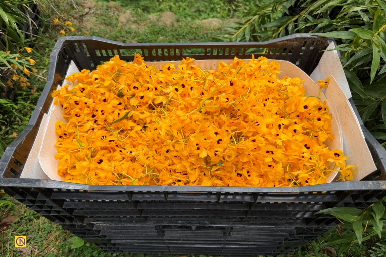 Sun Ten’s dendrobium farm in Nantou uses a unique biomimicry-friendly cultivation approach.