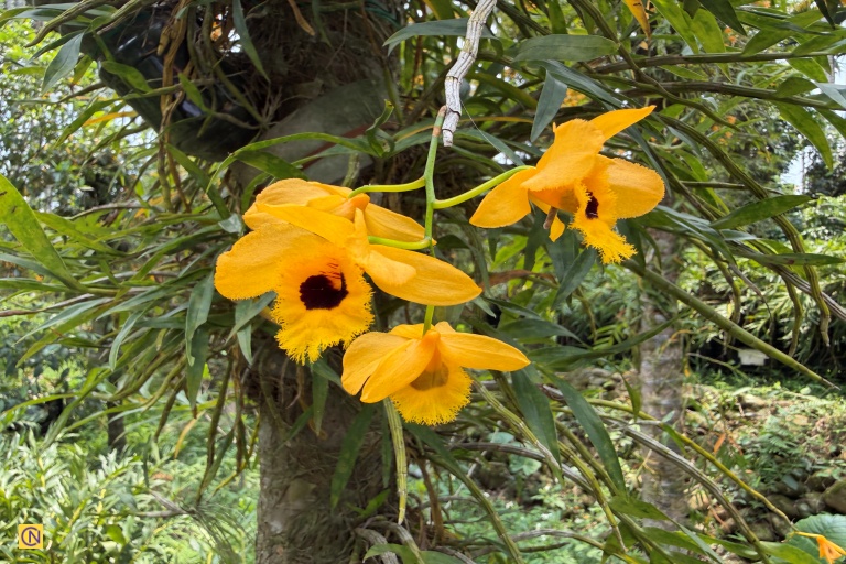 The biomimetic dendrobium blooms from late April to early May.