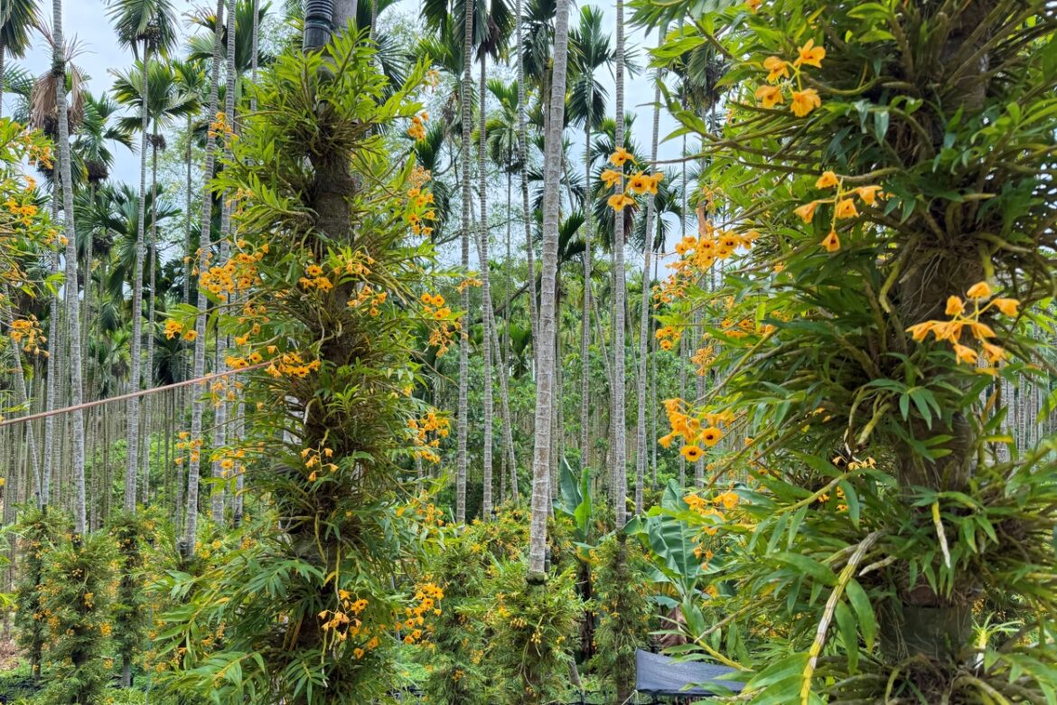 Sun Ten’s dendrobium farm in central Taiwan's Nantou County uses a unique biomimicry-friendly cultivation approach.