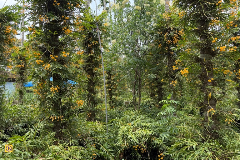 Sun Ten's dendrobium farm is located in Nantou, Taiwan.