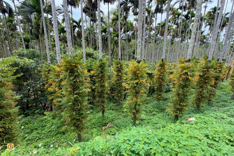 Seedlings are secured to betel nut trees using biodegradable tape.
