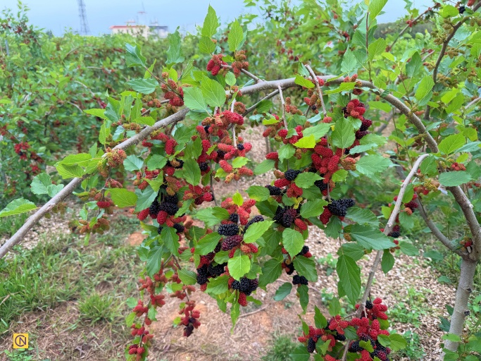 Mulberries grown at Sun Ten Pharmaceutical’s biomimetic eco-farm, cultivated with sustainable care inspired by nature.