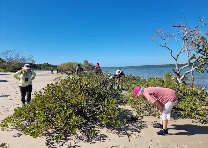 Citizen science can be done solo with a smartphone — or as part of a group working with professional scientists. Here, citizen scientists undertake a bioblitz in Cooloola, Queensland.