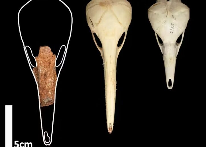 Comparing fossil and modern echidna skulls. Left to right: Owen’s giant echidna (Megalibgwilia owenii); western long-beaked echidna (Zaglossus bruijnii); short-beaked echidna (Tachyglossus aculeatus).