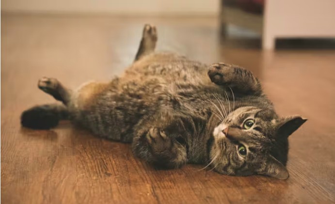 Many pet owners don’t see their pets as overweight.