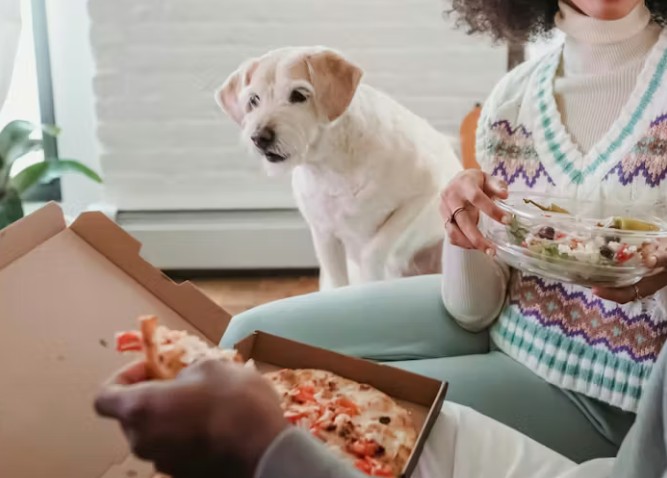 Animals who are used to treats may increase their begging behavior when table scraps suddenly stop.