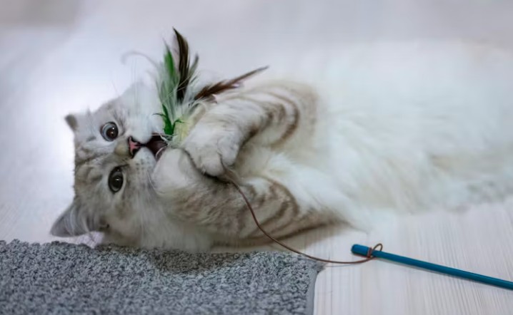 Enrichment and play can help distract pets so you can eat your own meals in peace.