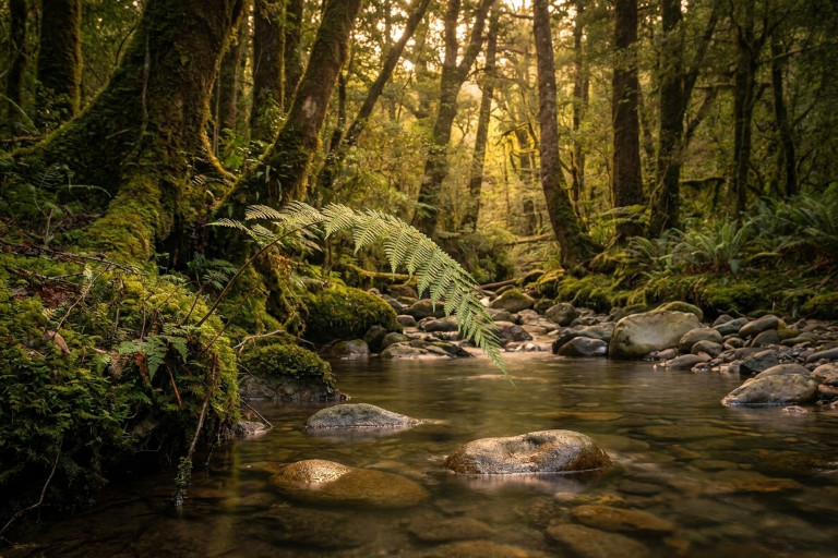 AI-generated image of a tranquil pond in a forest.