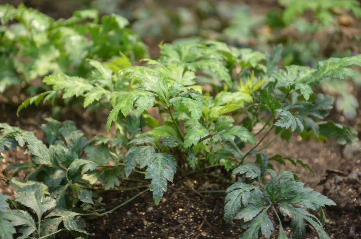 Goldthread is a low, modest plant. It grows in cool forested mountains across central and southern China, in Sichuan, Hubei, Yunnan, and parts of the Qinling range.