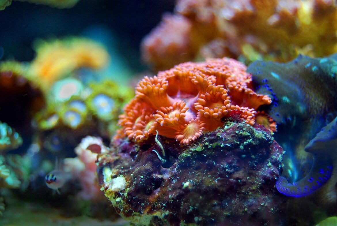 A coral reef.