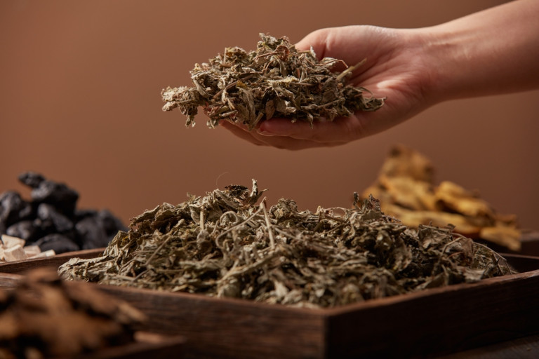 Woman holding a handful of dried wormwood.