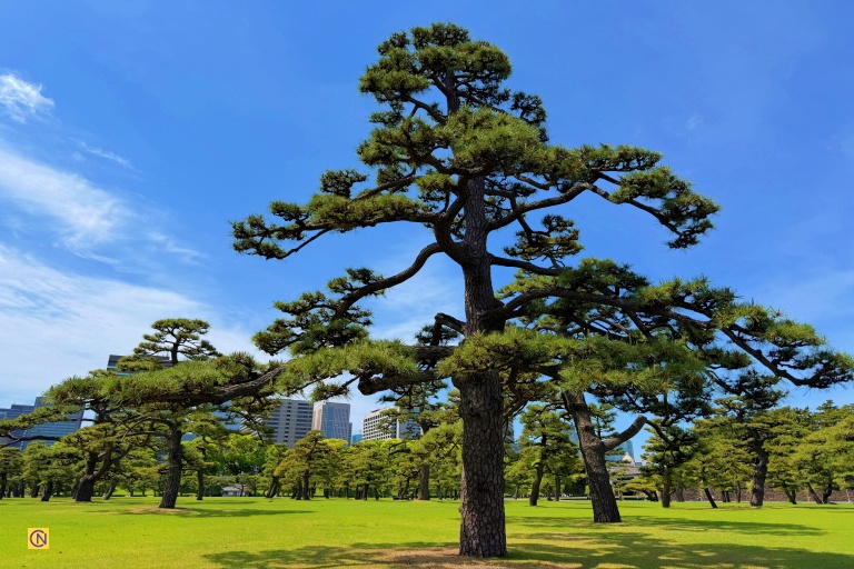The Imperial Palace Outer Gardens.