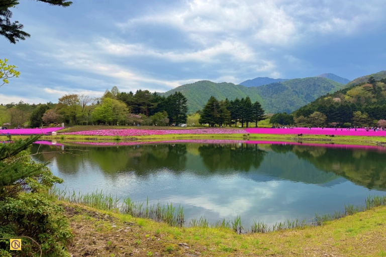 The Shibazakura Festival’s greatest charm is the breathtaking contrast between majestic Mt. Fuji and the endless sea of blossoms.