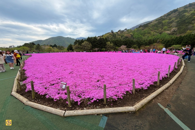 The 2026 Fuji Shibazakura Festival is in full bloom, featuring over 500,000 moss phlox plants creating a vibrant tapestry across the Highland.