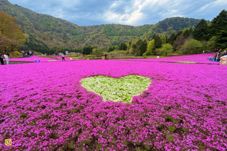 A heart-shaped floral display surrounded by a breathtaking sea of pink shibazakura blossoms.