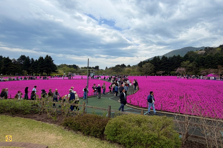 Wandering through a boundless sea of blossoms at the foot of Mt. Fuji feels like stepping into a springtime dream.