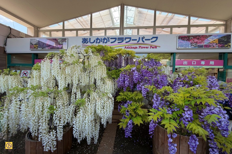 The park entrance is adorned with purple and white wisteria in full bloom.