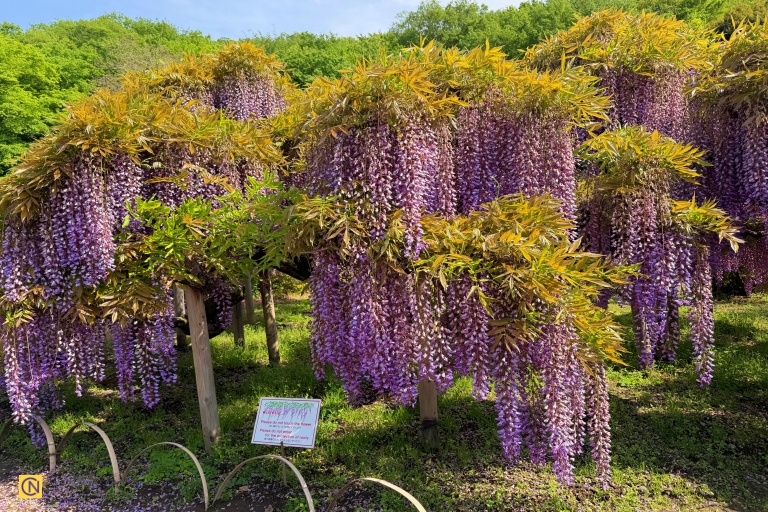 Clusters of purple wisteria trees in full bloom create a breathtaking scene.