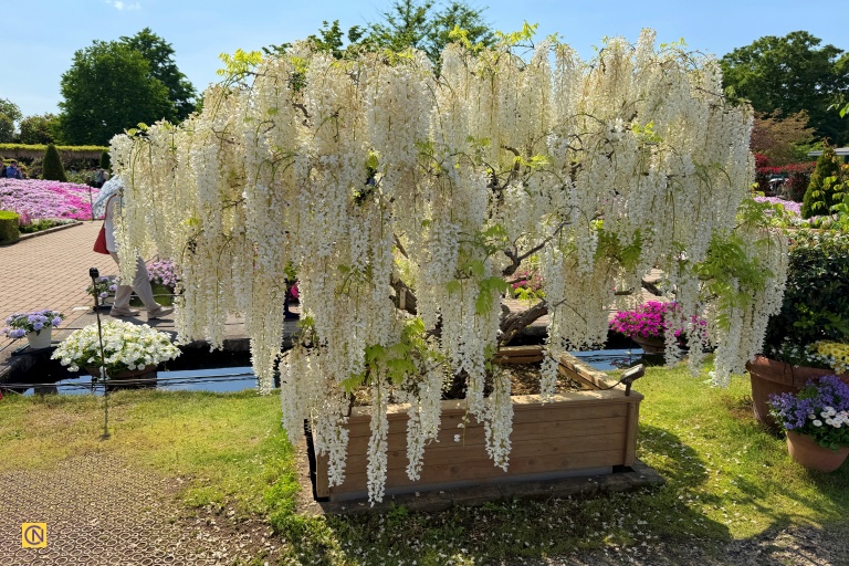 A solitary white wisteria tree blooms elegantly, radiating quiet beauty.