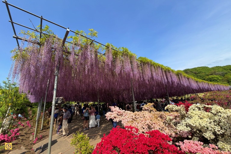 A breathtaking tunnel of purple wisteria in full bloom.