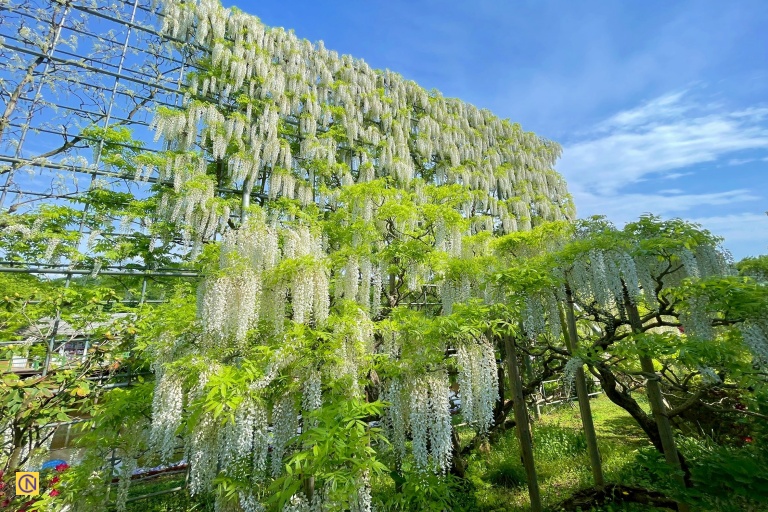 A cascading wall of white wisteria creates a dreamlike scene at Ashikaga Flower Park.