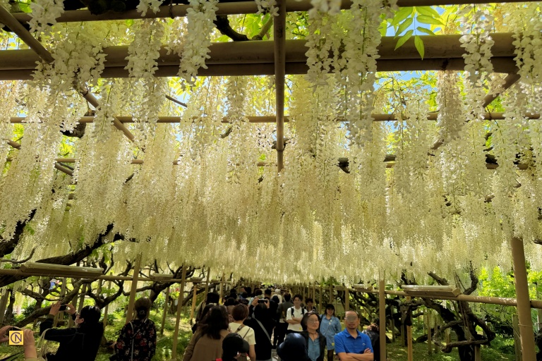 A dreamy canopy of cascading white wisteria blossoms at Ashikaga Flower Park.