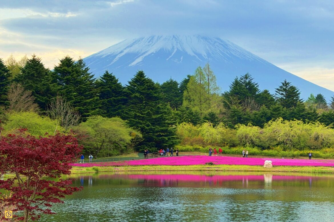 The Fuji Shibazakura Festival is one of Japan’s most iconic spring events.