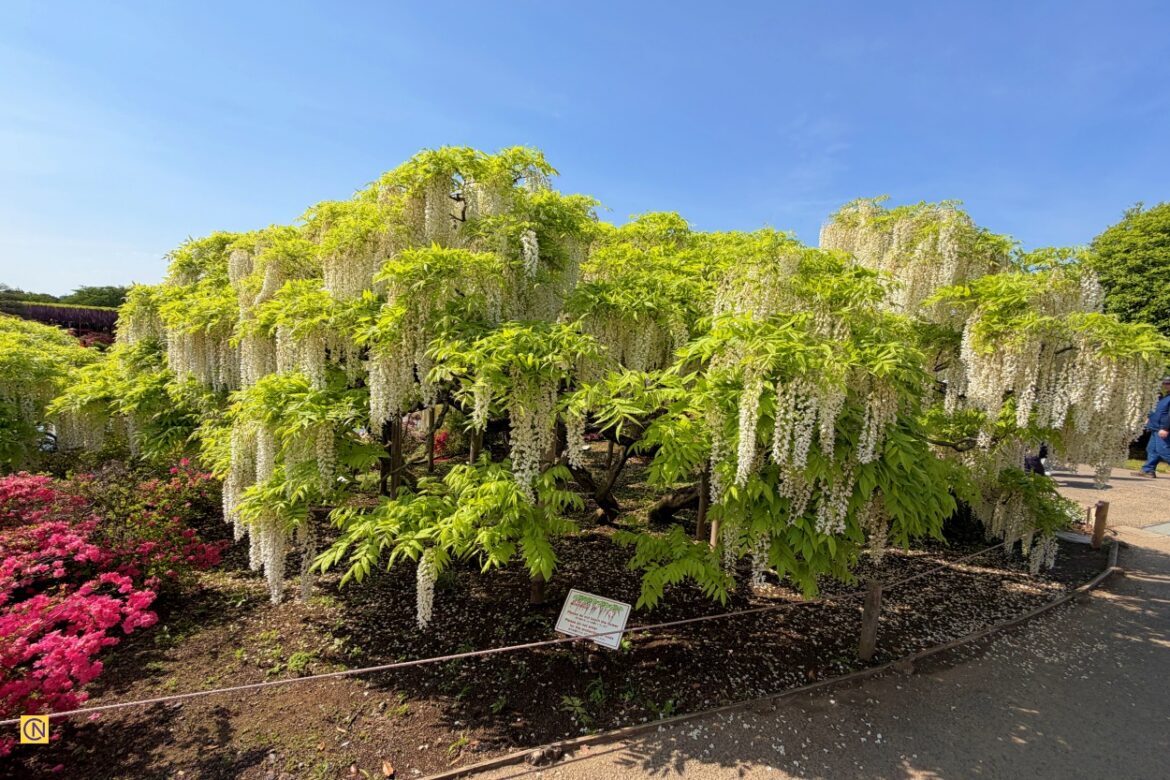 Ashikaga Flower Park — ranked among CNN Travel’s 'Top 10 Dream Destinations in the World' in 2014.