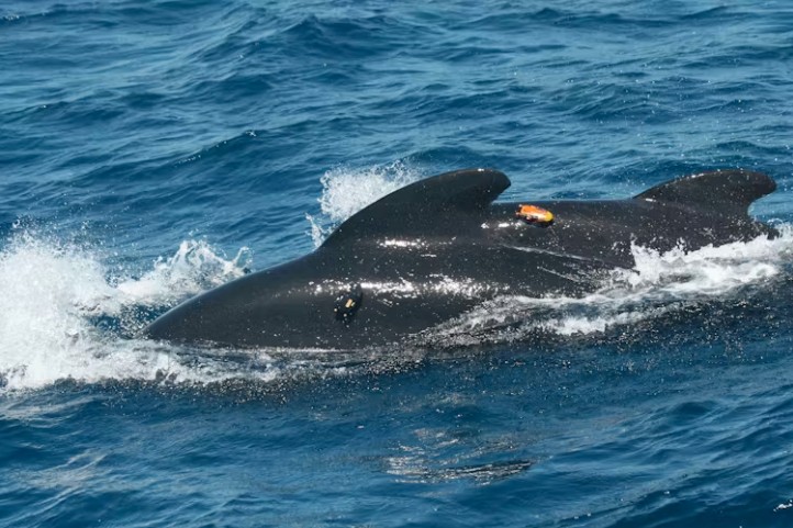 Two long-finned pilot whales with recorders.