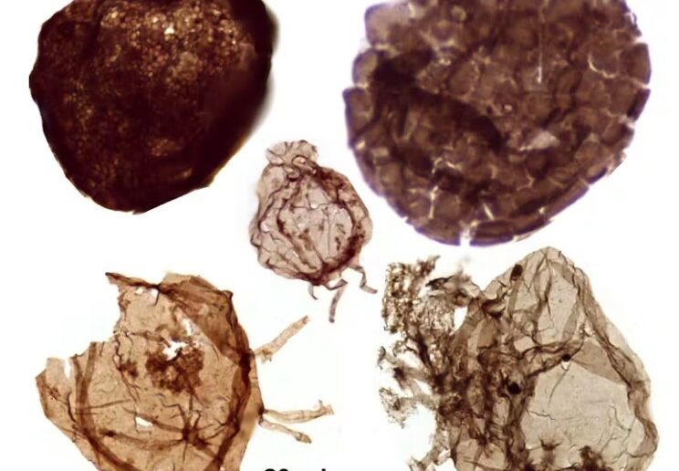 Fossils of single-celled eukaryotic organisms with complex surface features, such as extensions and plates.