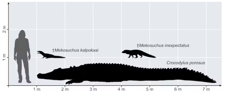 Size comparisons between the largest (the living saltwater crocodile, Crocodylus porosus) and smallest (the extinct dwarf crocs of New Caledonia and Vanuatu, Mekosuchus) known crocodylian species from the past 129,000 years in Australasia.