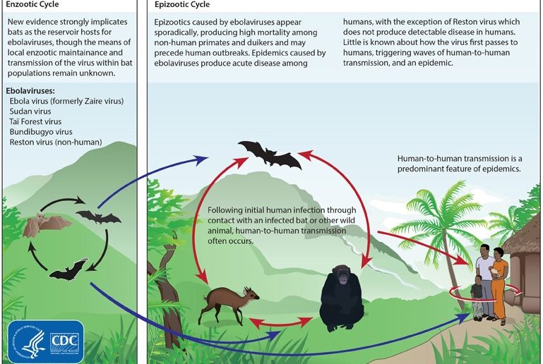 Life cycles of the Ebola virus.