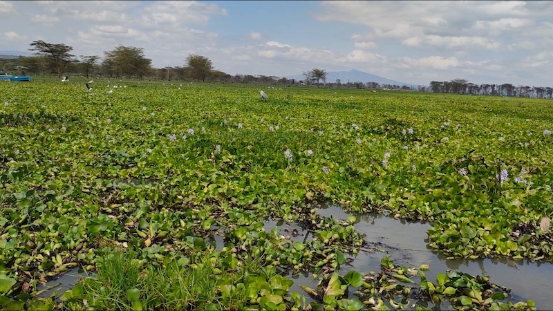 At Lake Naivasha, the fisherman Simon Macharia describes the collapse in his own register. He used to bring in around 90 kilograms of fish a day. Now, he is lucky to bring in 15. His income has fallen from roughly $210 to $35. 'It grows back faster than we can remove it,' he told the Associated Press.