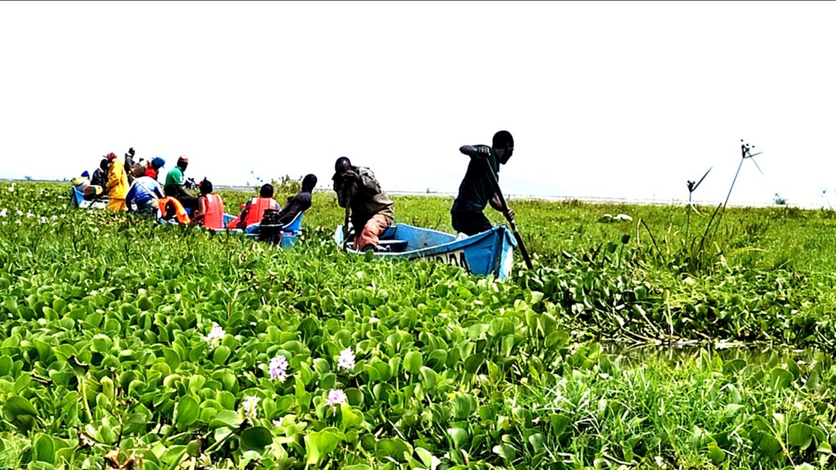 Water hyacinth covering a lake.