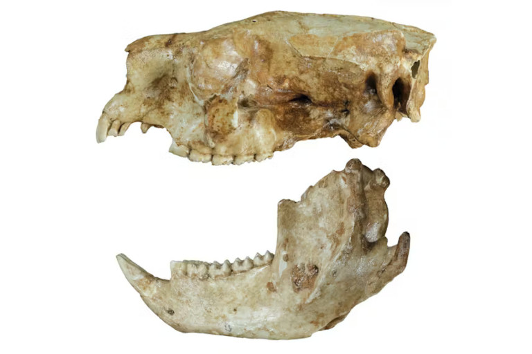 Skull and jaw of a female Phascolarctos sulcomaxilliaris koala from Foundation Cave, the holotype (official sample) of the new species of WA koala.