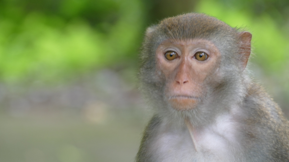 monkey