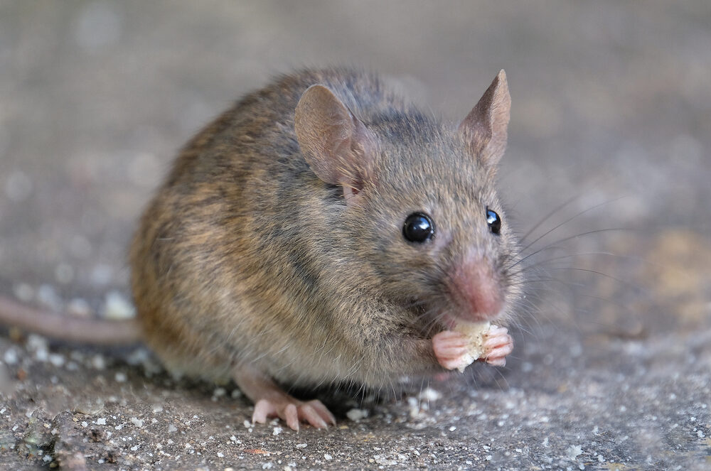 Don't think of yourself as a mouse; otherwise, you will definitely be eaten by a cat.