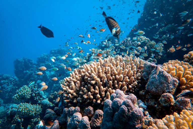 School of fish swimming near a coral reef.