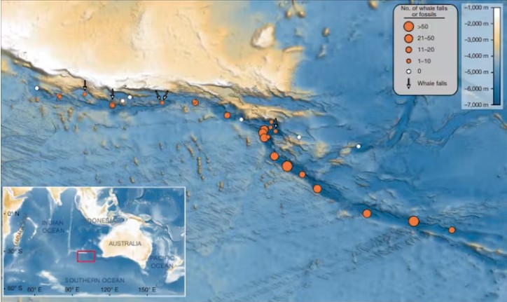 Distribution and abundance of whale fossils and whale falls in the Diamantina Zone.
