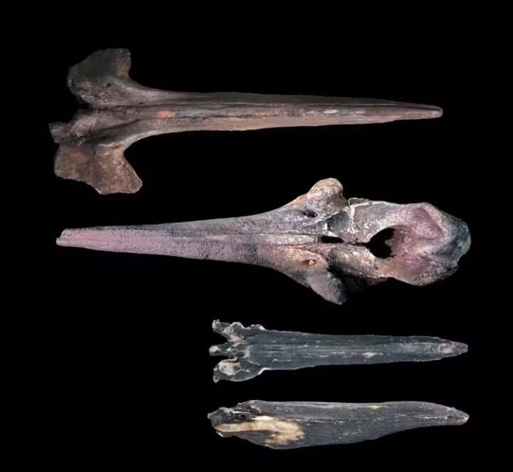 Fossil skulls of three beaked whales were recovered from the seafloor of the Diamantina Zone.