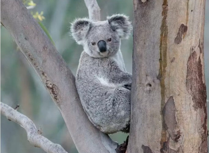 Koalas are once again experiencing population declines across Australia.