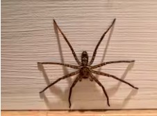 A huntsman spider resting on the author’s wall.