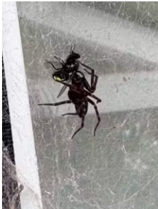 The author’s housemate, a house spider (Badumna sp) named Arachne, pays its rent by catching flies.
