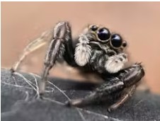 Most spiders make great housemates that help control insects, like this adorable jumping spider.
