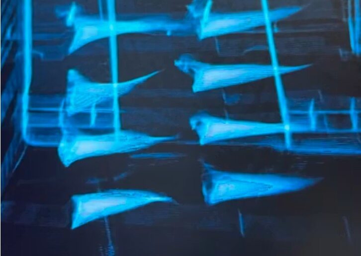 Shark fins scanned under 3D X-ray.