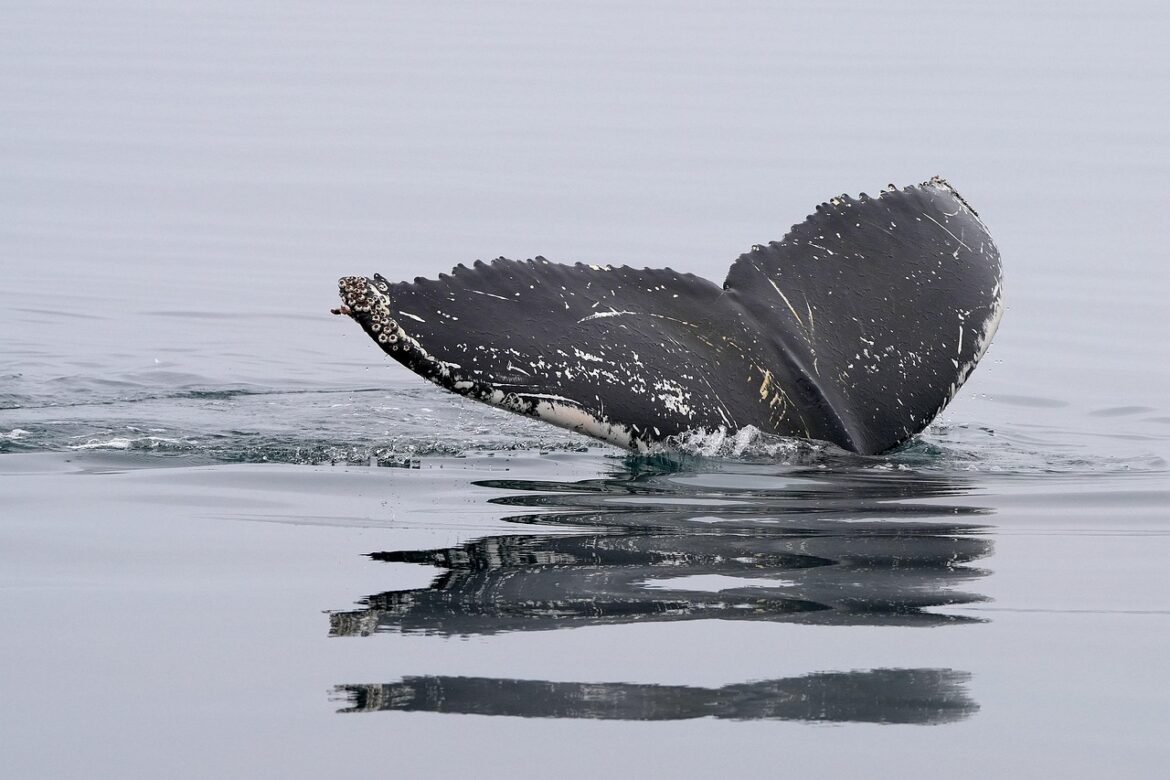 A whale's tail fluke.