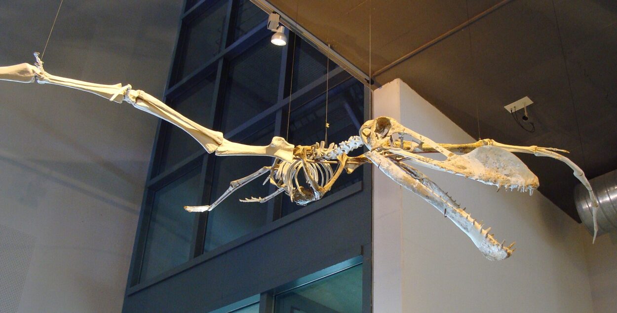 pterosaur