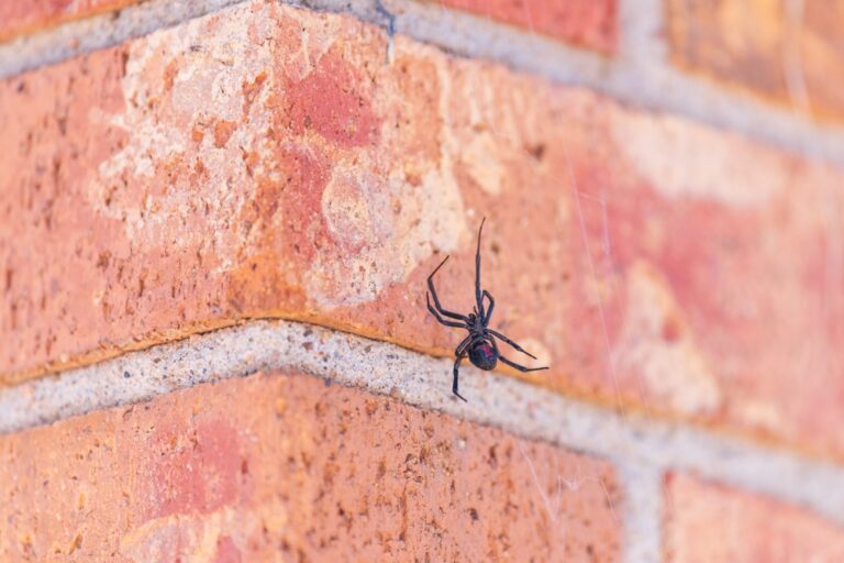 Following a torrential downpour, a tiny spider attempted to climb a damp brick wall to repair its shattered web.