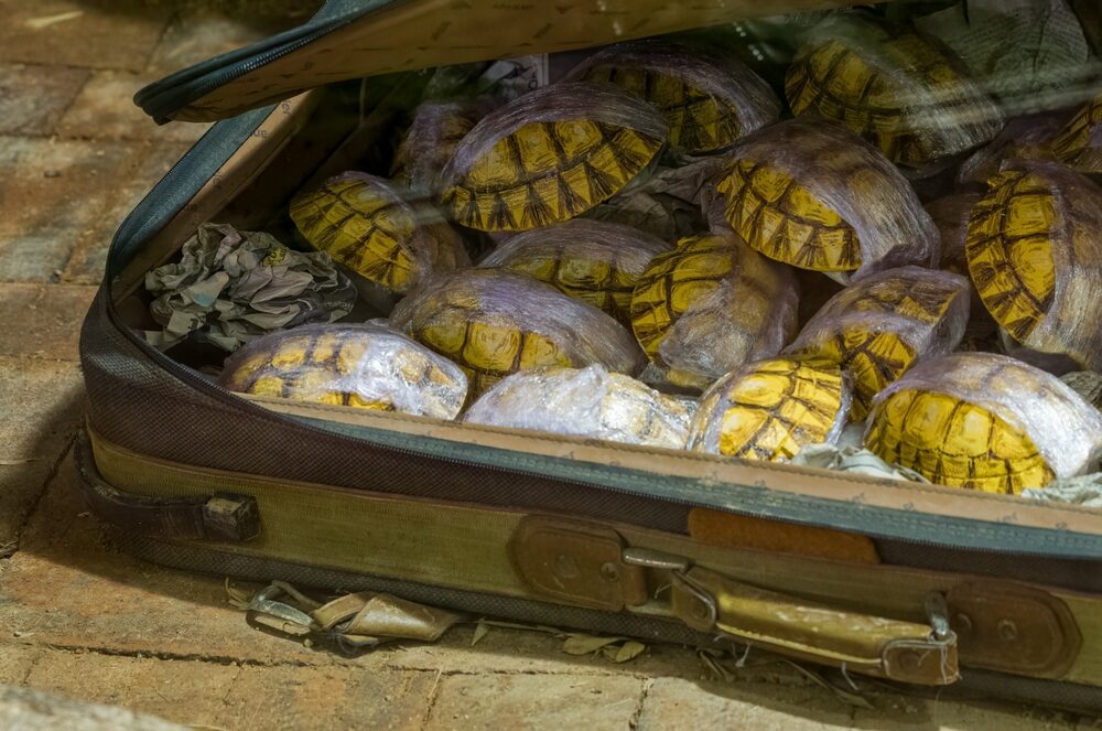 The cross-border trade in live animals, animal parts, or products is a global crime,