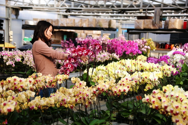 National Chiayi University (NCYU) is a leading center for cultivating professionals in orchid cultivation and fruit tree science.